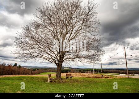 Un arbre d'érable Cimson King à l'ancienne école Fernald à Templeton, Massachusetts Banque D'Images