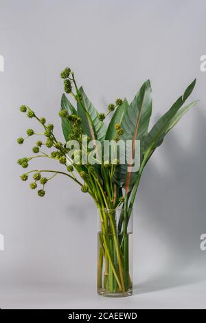 Feuilles de strelitzia vertes et roseau de bur européen ou Émersum de sparganium dans un vase en verre sur fond gris Banque D'Images