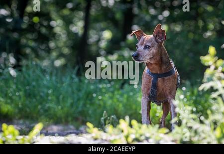 Un grand chien marche dans le parc. Jour ensoleillé. Gros plan. Animaux de compagnie. Banque D'Images