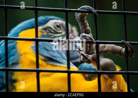Photo d'un perroquet piégé dans une cage, suspendu en tenant avec sa griffe Banque D'Images