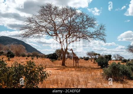 Girafe au soleil Banque D'Images