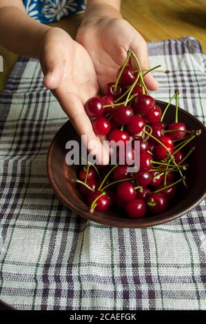 Une poignée de cerises. Une fille de 10 ans tient les cerises dans sa paume et les verse dans une assiette Banque D'Images