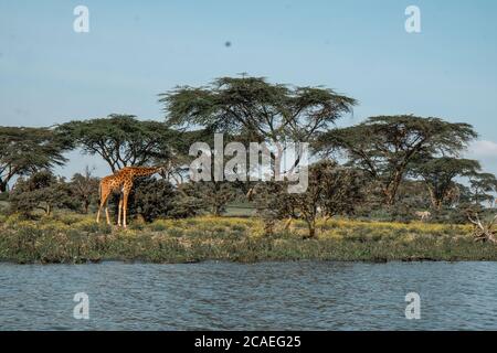 Girafe au soleil Banque D'Images