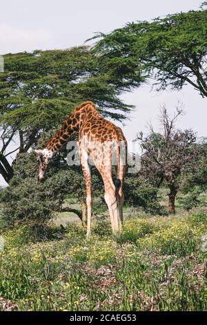 Girafe au soleil Banque D'Images