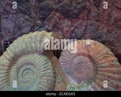 Deux ammonites animales fossiles rondes, sur le fond d'une dalle de pierre rouge, au Maroc. Banque D'Images