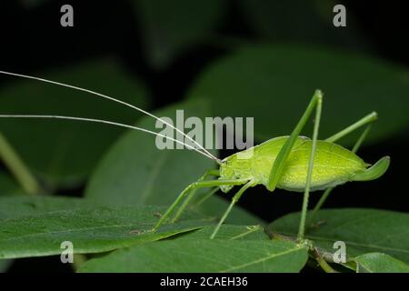 Photo montrant le côté latéral des feuilles imitant le katydid (Tetttigonia viridissima) Tettigonidae Banque D'Images