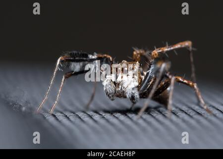 Photo de l'araignée sautant (Portia fimbriata) en regardant à gauche sur un tissu Banque D'Images