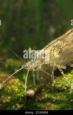 Photo macro de crevettes Amano d'eau douce. Caridina multidentata. Banque D'Images