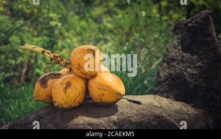 fruits frais de noix de coco orange sur un rocher dans la jungle. presque prêts à manger Banque D'Images