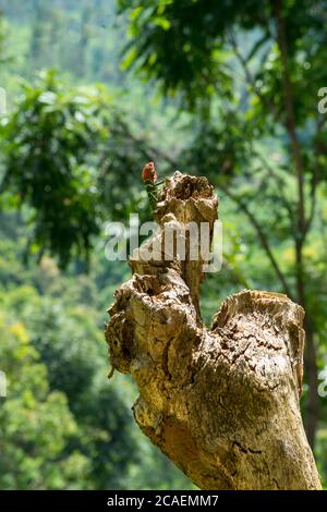 Lézard vert isolé avec tête rouge sur une souche d'arbre. Ella, Sri Lanka. Jungle floue en arrière-plan Banque D'Images