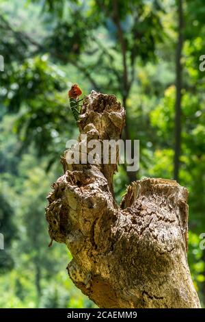 Lézard vert isolé avec tête rouge sur une souche d'arbre. Ella, Sri Lanka. Jungle floue en arrière-plan Banque D'Images