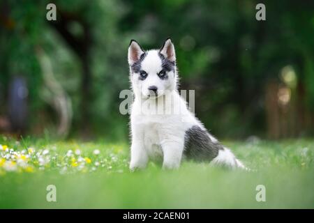 Un petit chien blanc chiot race husky sibérien avec de beaux yeux bleus dans le jardin de printemps en fleur. Photographie de chiens et d'animaux de compagnie Banque D'Images