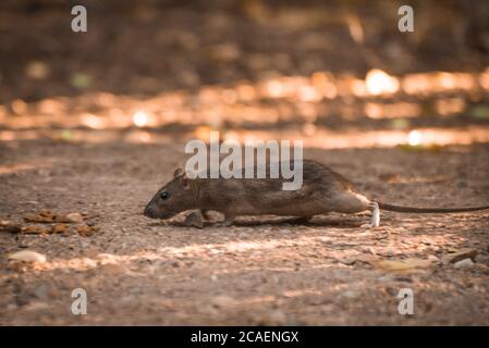 un rat en environnement naturel Banque D'Images