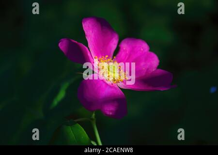 Fleur de rosehip en gros plan sur le fond de feuillage vert. Banque D'Images