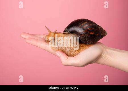 l'escargot repose sur une belle main féminine, concept créatif, Banque D'Images