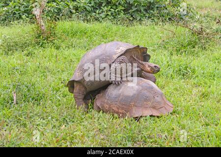 Jeune Tortue masculine montage de la mauvaise extrémité d'une femelle sur l'île de Santa Cruz dans les Galapagos Banque D'Images