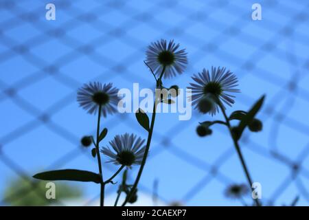 Photo à angle bas de fleurs de Marguerite silhouetées contre le bleu ciel Banque D'Images