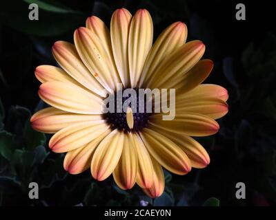 Gros plan avec mise au point peu profonde photo d'une Osteospermum jaune et orange fleur dans un jardin Banque D'Images
