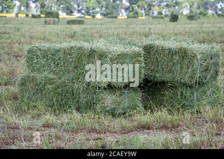 Des balles carrées de foin de luzerne pour les bovins sont en place sur le terrain. Banque D'Images
