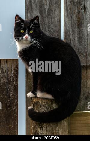 Vue portrait d'un chat domestique noir avec nez, collier et sous le ventre blancs dans un environnement extérieur, en regardant l'appareil photo Banque D'Images