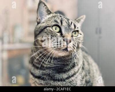 Un chat gris au look agressif et menaçant Banque D'Images