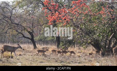 un troupeau de cerfs à pois se promènait sous une flamme d'arbre forestier à tadoba Banque D'Images