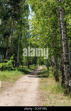 Belle allée de bouleau au début du printemps, paysage russe avec des oiseaux, forêt de bouleau de printemps. La composition verticale. Banque D'Images