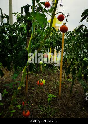 Un gros plan d'une plante de tomate dans une serre Banque D'Images