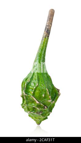 Calabash, également appelé gourde bouteille, nom latin Lagenaria Siceraria, variété Dinosaur, isolé sur fond blanc. Enregistrer le masque. Banque D'Images