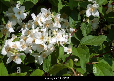 Vue rapprochée des fleurs de Philadelphus coronarius Sweet Mock Orange Au début de l'été, UN arbuste à feuilles caduques qui est entièrement dur Également appelé anglais Dogwood Banque D'Images