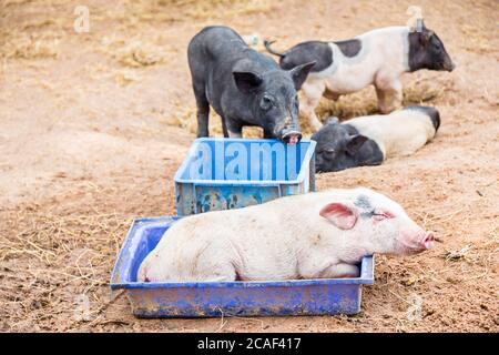 Porcs sur la ferme. Cochons heureux dormant dans une ferme porceuse avec une fille. Porcelets Banque D'Images