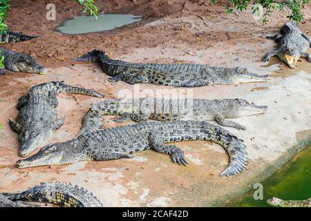 Crocodiles dormant dans UNE ferme de crocodiles, Thaïlande Banque D'Images