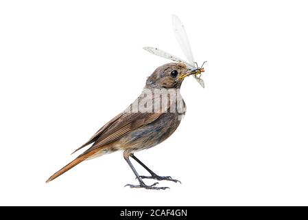 Oiseau femelle noir redstart avec insecte, isolé sur fond blanc (Phoenicurus ochruros) Banque D'Images