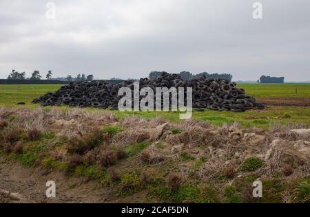 Nouvelles-Zélande scènes de campagne: Ensilage. Monticules de fumier recouverts de polyéthylène noir et de vieux pneus. Banque D'Images