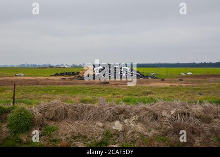 Nouvelles-Zélande scènes de campagne: Ensilage. Monticules de fumier recouverts de polyéthylène noir et de vieux pneus. Banque D'Images