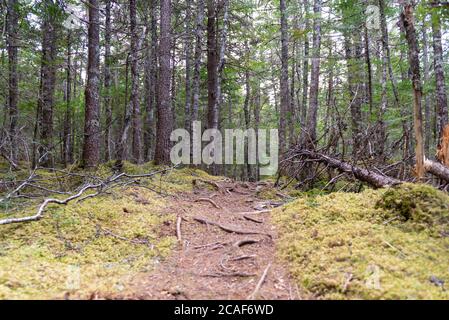 Un sentier usé ou un sentier de randonnée à travers une forêt. Les arbres sont verts et hauts. Il y a de la mousse jaune des deux côtés du sentier. Banque D'Images