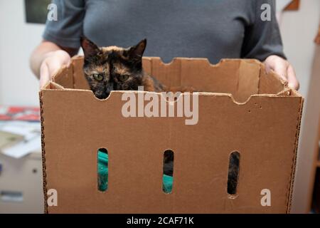 un chaton stupide dans une boîte en carton étant déplacé par son propriétaire Banque D'Images