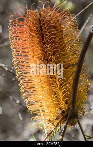 Miel abeille collectant le nectar d'une fleur de Banksia de Heath Banque D'Images