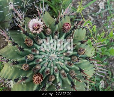 Une floraison sur un cactus aux ruines de la ville de Zaachila de Zapotec dans la vallée centrale d'Oaxaca, au Mexique. Banque D'Images