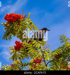 Un corbeau noir perché sur une branche d'un arbre de cendres de montagne à Vancouver Colombie-Britannique Canada Banque D'Images