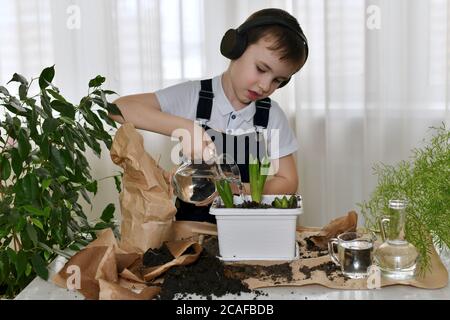 L'enfant dans le casque s'est engagé à planter les fleurs des jacinthes, verse l'eau de la verseuse. Banque D'Images