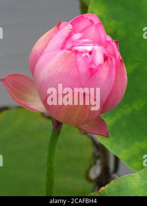 Gros plan d'un bourgeon de lotus non ouvert sur un arrière-plan de feuilles Banque D'Images