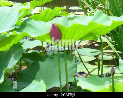 Belle photo de bourgeon de lotus non ouvert sur un fond de feuilles Banque D'Images