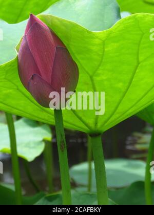 Gros plan d'une fleur de lotus non ouverte sur un arrière-plan de feuilles Banque D'Images