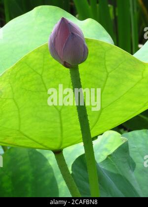 Gros plan d'un bourgeon de lotus non ouvert sur un arrière-plan de feuilles Banque D'Images