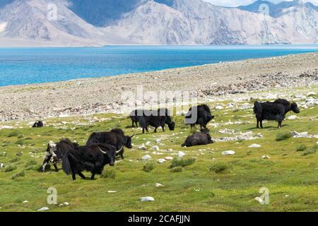 Ladakh, Inde - Yak au lac Pangong à Ladakh, Jammu-et-Cachemire, Inde. Banque D'Images