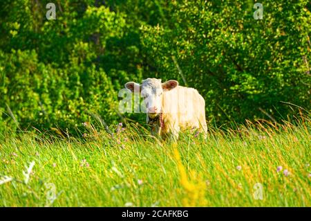 Ferme-vache paître sur un pâturage vert. Banque D'Images