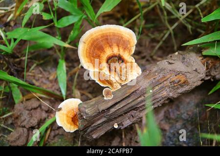 Pycnoporus cinnabarinus champignons sauvages poussant sur le bois mort dans la forêt Banque D'Images