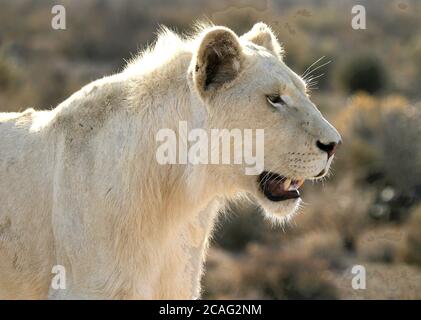 Lion blanc (Panthera Leo) adulte secondaire Banque D'Images