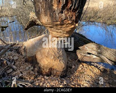 l'arbre est mangé par les castors, les castors ont endommagé l'arbre pour bloquer le ruisseau Banque D'Images